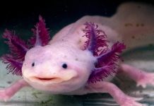 Report: Tiny salamander’s huge genome may harbor the secrets of regeneration Report: Tiny salamander's huge genome may harbor the secrets of regeneration