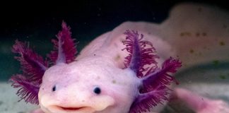 Report: Tiny salamander’s huge genome may harbor the secrets of regeneration Report: Tiny salamander's huge genome may harbor the secrets of regeneration