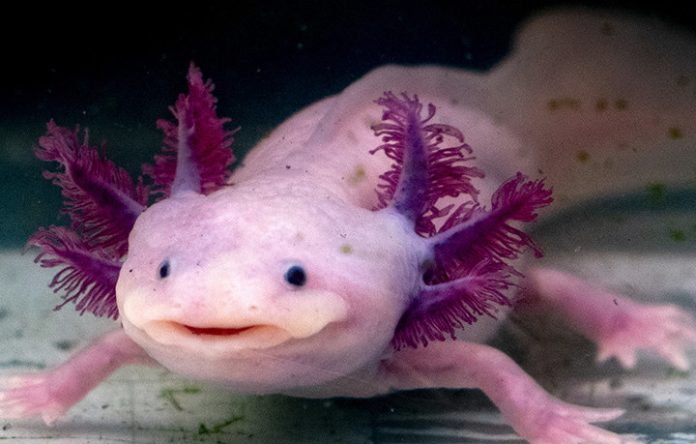 Report: Tiny salamander's huge genome may harbor the secrets of regeneration