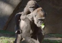 Researchers Come Together to Save 3-year-old Gorilla’s Eyesight Researchers Come Together to Save 3-year-old Gorilla’s Eyesight