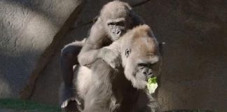 Researchers Come Together to Save 3-year-old Gorilla’s Eyesight Researchers Come Together to Save 3-year-old Gorilla’s Eyesight