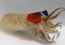 Researchers are playing 3D movies to cuttlefish Researchers are playing 3D movies to cuttlefish