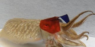 Researchers are playing 3D movies to cuttlefish Researchers are playing 3D movies to cuttlefish