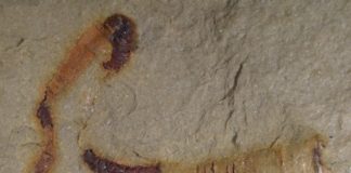 Researchers find oldest-known fossilized digestive tract at 550 Researchers find oldest-known fossilized digestive tract at 550