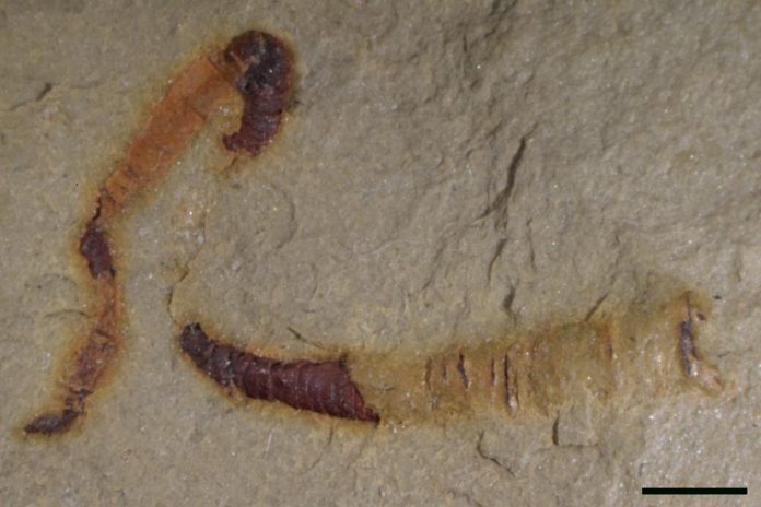 Researchers find oldest-known fossilized digestive tract at 550