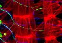 Researchers uncover link between the nervous system Researchers uncover link between the nervous system