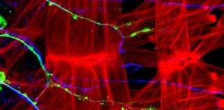 Researchers uncover link between the nervous system Researchers uncover link between the nervous system
