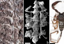 Scientists think it was one of the first animals to spend time on land Scientists think it was one of the first animals to spend time on land