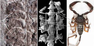 Scientists think it was one of the first animals to spend time on land Scientists think it was one of the first animals to spend time on land