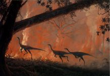 Study: Bushfires have reshaped life on Earth before Study: Bushfires have reshaped life on Earth before