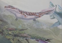 Study: Fossil expands ancient fish family tree Study: Fossil expands ancient fish family tree