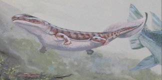 Study: Fossil expands ancient fish family tree Study: Fossil expands ancient fish family tree