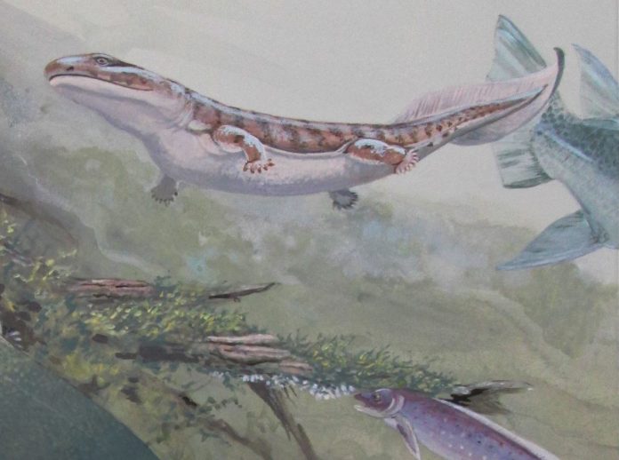 Study: Fossil expands ancient fish family tree