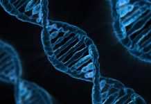 Study: New gene correction therapy for Duchenne muscular dystrophy Study: New gene correction therapy for Duchenne muscular dystrophy