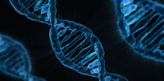 Study: New gene correction therapy for Duchenne muscular dystrophy Study: New gene correction therapy for Duchenne muscular dystrophy