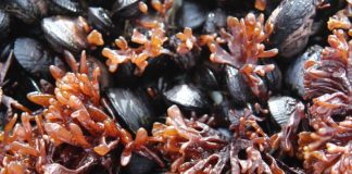 Study: Predicting non-native ‘invasions’ in Antarctica Study: Predicting non-native ‘invasions’ in Antarctica