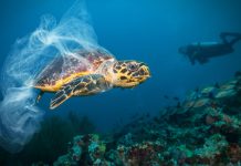 Study: Reassessing impacts of ocean acidification on fish behaviour Study: Reassessing impacts of ocean acidification on fish behaviour