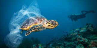 Study: Reassessing impacts of ocean acidification on fish behaviour Study: Reassessing impacts of ocean acidification on fish behaviour