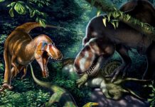 Study: Teenage Tyrannosaurus rex bones reveal how they grew into ‘plodding’ Study: Teenage Tyrannosaurus rex bones reveal how they grew into 'plodding'