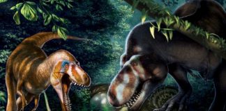 Study: Teenage Tyrannosaurus rex bones reveal how they grew into ‘plodding’ Study: Teenage Tyrannosaurus rex bones reveal how they grew into 'plodding'