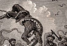 Study: The mysterious, legendary giant squid’s genome is revealed Study: The mysterious, legendary giant squid's genome is revealed