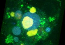 To reverse engineer dynamics of microbial communities, scientists construct their own To reverse engineer dynamics of microbial communities, scientists construct their own