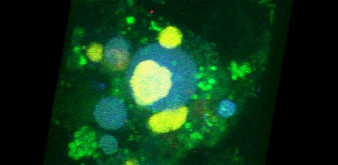 To reverse engineer dynamics of microbial communities, scientists construct their own