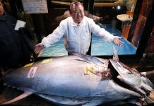 Tokyo: tuna sells for $1.8m at Japan’s new year auction Tokyo: tuna sells for $1.8m at Japan's new year auction