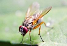 Using multiple senses, fruit flies form orderly clusters driven by fly-fly interactions (Study) Using multiple senses, fruit flies form orderly clusters driven by fly-fly interactions (Study)