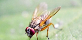 Using multiple senses, fruit flies form orderly clusters driven by fly-fly interactions (Study) Using multiple senses, fruit flies form orderly clusters driven by fly-fly interactions (Study)