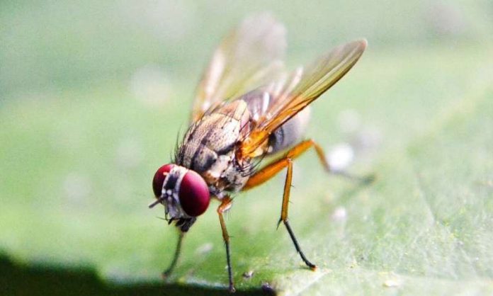 Using multiple senses, fruit flies form orderly clusters driven by fly-fly interactions (Study)