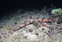 Report: Walking sharks discovered in the tropics Walking sharks discovered in the tropics