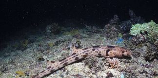 Report: Walking sharks discovered in the tropics Walking sharks discovered in the tropics