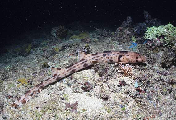 Walking sharks discovered in the tropics