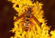 Wasps learn to recognize faces, says new research Wasps learn to recognize faces, says new research