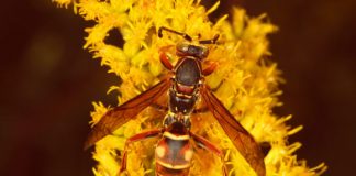 Wasps learn to recognize faces, says new research Wasps learn to recognize faces, says new research