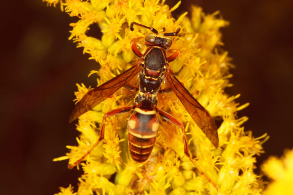 Wasps learn to recognize faces, says new research