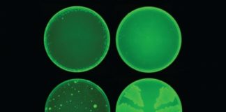 AI discovers antibiotic that kills even highly resistant bacteria (Study) AI discovers antibiotic that kills even highly resistant bacteria (Study)