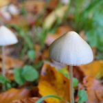 Antianxiety and antidepressant effects from a single dose of psychedelic drug persist years later in cancer patients Antianxiety and antidepressant effects from a single dose of psychedelic drug persist years later in cancer patients