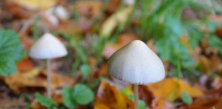 Antianxiety and antidepressant effects from a single dose of psychedelic drug persist years later in cancer patients Antianxiety and antidepressant effects from a single dose of psychedelic drug persist years later in cancer patients