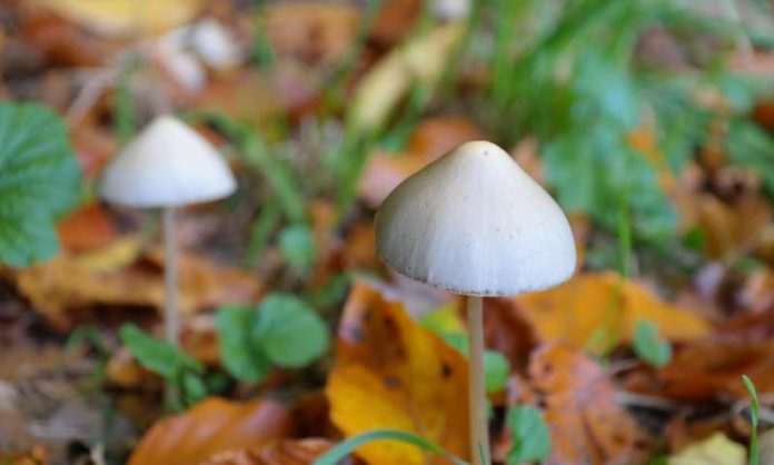 Antianxiety and antidepressant effects from a single dose of psychedelic drug persist years later in cancer patients Antianxiety and antidepressant effects from a single dose of psychedelic drug persist years later in cancer patients