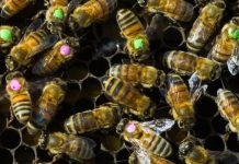 Bacteria engineered to protect bees from pests and pathogens, Report Bacteria engineered to protect bees from pests and pathogens, Report