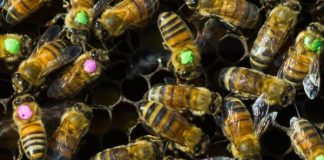 Bacteria engineered to protect bees from pests and pathogens, Report Bacteria engineered to protect bees from pests and pathogens, Report