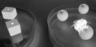 Report: Bumble bees can experience an object using one sense Bumble bees can experience an object using one sense