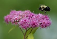 Bumblebees are going extinct because of climate change (research) Bumblebees are going extinct because of climate change (research)