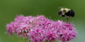 Bumblebees are going extinct because of climate change (research) Bumblebees are going extinct because of climate change (research)