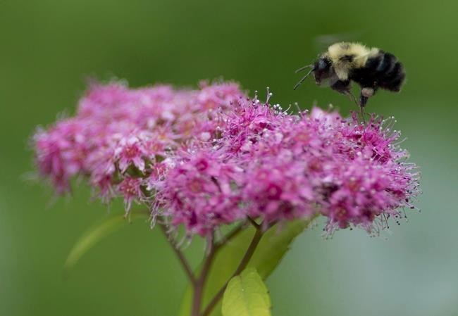 Bumblebees are going extinct because of climate change (research)