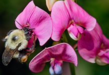 Bumblebees are going extinct because of the climate change Bumblebees are going extinct because of the climate change