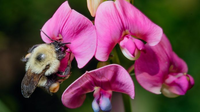Bumblebees are going extinct because of the climate change