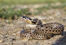 Report: Disappearing snakes and the biodiversity crisis — Tdnews Disappearing snakes and the biodiversity crisis